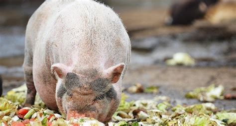 Maybe you would like to learn more about one of these? What Do Pigs Eat? Anything, Really But There's Still Balance