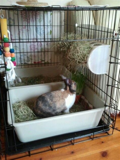 We did not find results for: 39 best images about Hay rack/litter box ideas on Pinterest | Cavy, Trash bins and Buns