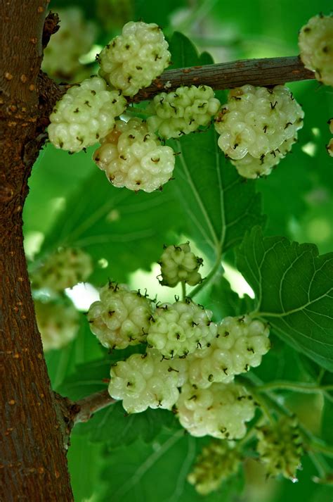 Mulberry Tree Identification Gardenerdy