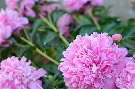Peony Flower In The Garden Stock Image Image Of Celebrate 207489329