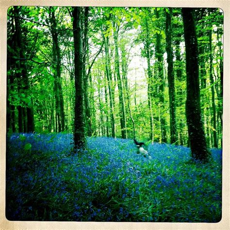 Untitled Flickr Photo Sharing Landscape Blue Forest Mystical