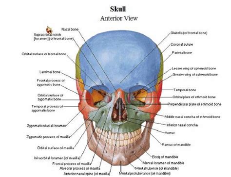 Doctors Disk Anatomy Atlas Of Human Anatomy 4th Edition By Frank H