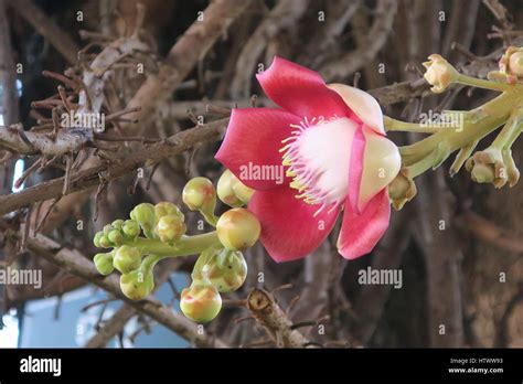 Shivalinga Flower Ayahuma Shorea Robusta śāl Sakhua Shala Tree Or