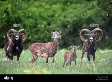 Mouflon On Meadow Stock Photo Alamy