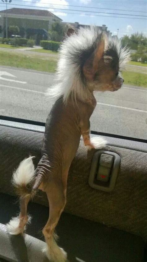 Chinese Crested Puppyloving The Mohawk Cute Puppies Dogs And
