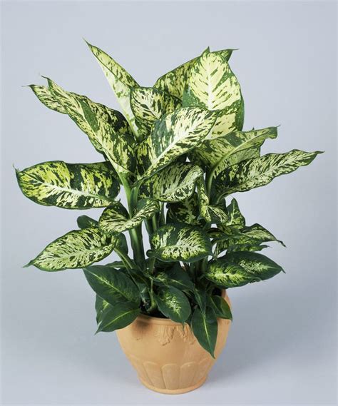 Dieffenbachia Plant Care Tips And The Most Popular Varieties