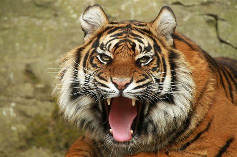 Hd Wallpaper Tiger Amazing Orange Tiger Portrait View Fall