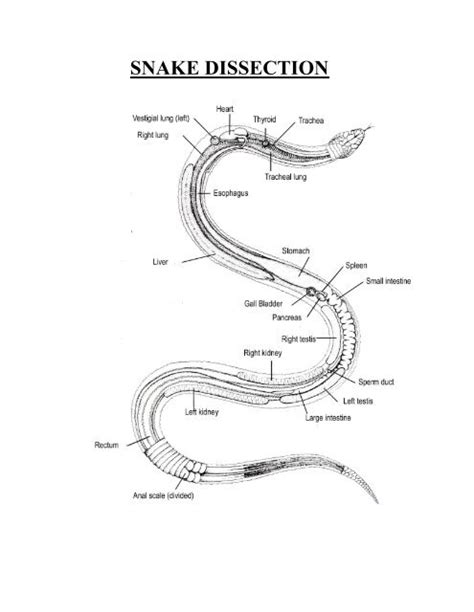 Snake Internal Anatomy