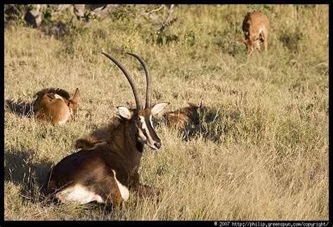 Photograph By Philip Greenspun Sable Antelope 08