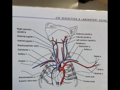 cat arteries and veins - Google Search | Arteries anatomy, Vet med, Cat