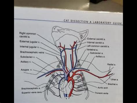 Pin On Vet Tech Cheat Sheet