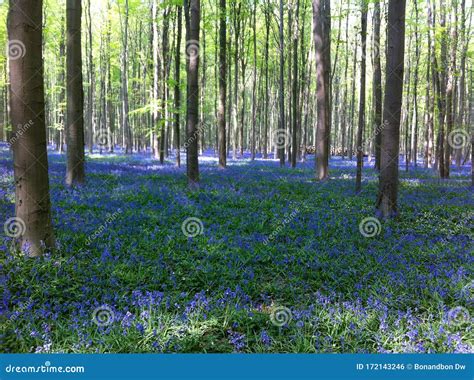 The Blue Forest The Forest With Beautiful Purple Carpet Of Bluebells