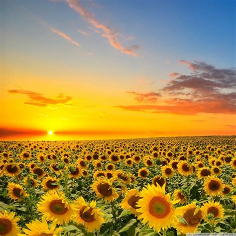 Sunset Over Sunflowers Field 4k Hd Desktop Wallpaper For