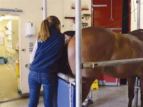 Horse Rectal Examination Horse And Rider