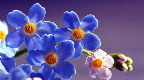 Hermosas Flores Azules Fotos E Imágenes En Fotoblog X