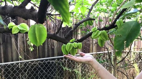 Carambola Star Fruit The Best Fruit Tree To Grow In South Florida