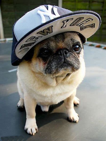 Cap Dog ~ Funnygalleri