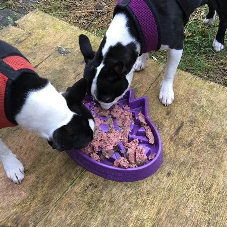 After all, puppies are a major responsibility. Simply Pets Online's Slow Feed Bowl Ideal For Boston Terriers