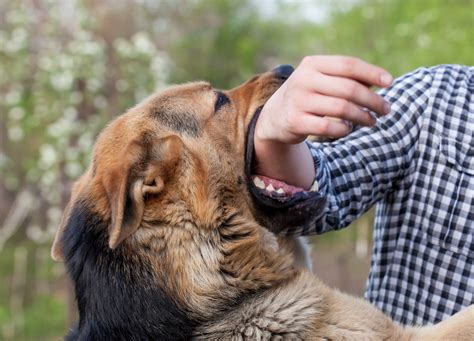 Can A Dog Bite Cause Rabies What You Need To Know