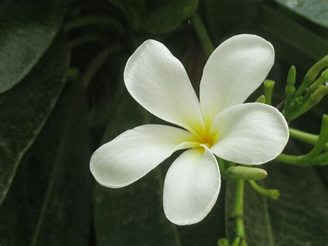 Garden Jasmine Flower For Desk Top Back Ground