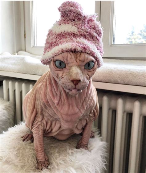 Meet Xherdan The Intimidating Yet Totally Adorable Naked Cat Our