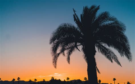 Download Wallpaper 3840x2400 Palm Sunset Leaves Branches Sky