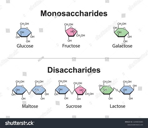 Monosaccharides Disaccharides Scientific Design Vector Illustration