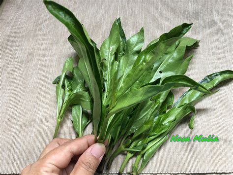 Ulam raja dari semaian pucuk. warna warni hidupku..............: Jom Kenali Pucuk-Pucuk /