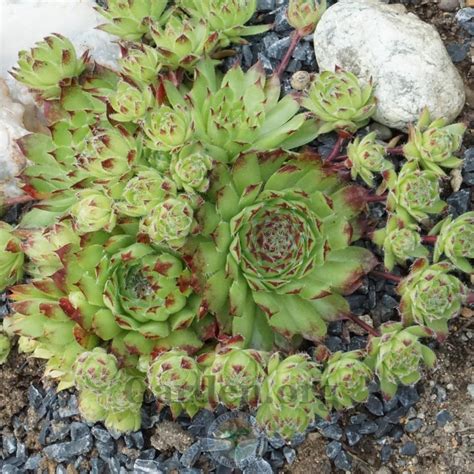 Photo Of The Entire Plant Of Hen And Chicks Sempervivum Chrysanthemum