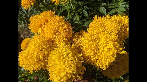 Mission Giant Marigold Flowers And Seeds Great Pollinator Rare Seeds