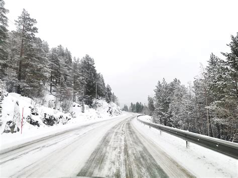 Snowy Driveway Near Conifers · Free Stock Photo