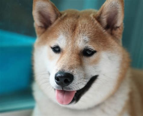 Find out how buy dogecoin today. Coinbase Makes it Easy to Buy Your First Dogecoin - Buzzle