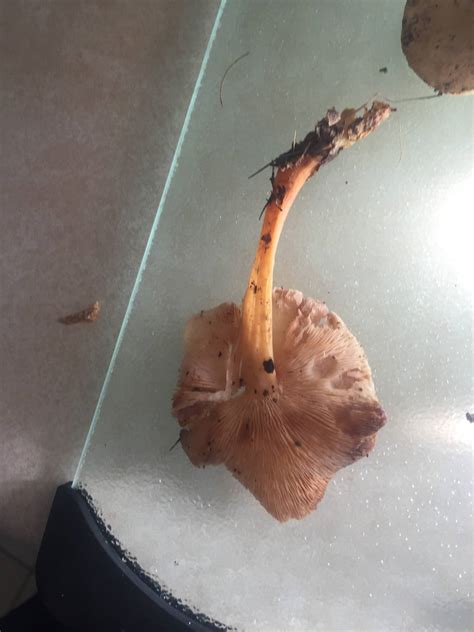 Identification Found In Southeast Ohio Mushroom Hunting And