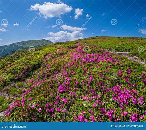 Pink Rose Rhododendron Flowers On Summer Mountain Slope Stock Photo