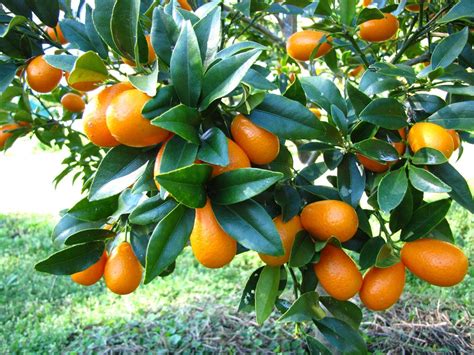 My Edible Fruit Trees Kumquat Trees Nsw