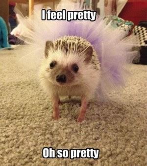 Enjoy our hedgehogs quotes collection. Hedgehog Quotes. QuotesGram