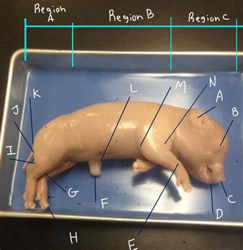 Fetal Pig External Anatomy