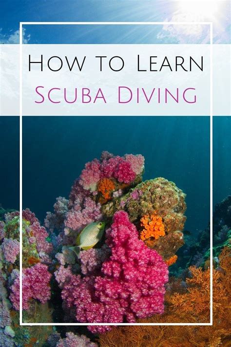 Certified divers may choose the shipwreck/reef combo for $140.00 including gear rental. How to get your Scuba Certification. | Scuba certification ...