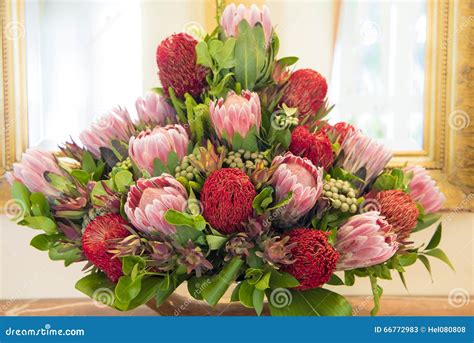 Protea Bouquet Lots Of Red And Pink Proteas In Glass Vase Stock Image
