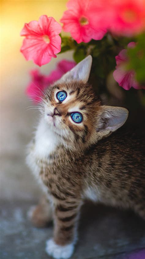 Beautiful Cat With Blue Eyes