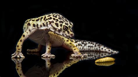 Animal Leopard Gecko 4k Ultra Hd Wallpaper