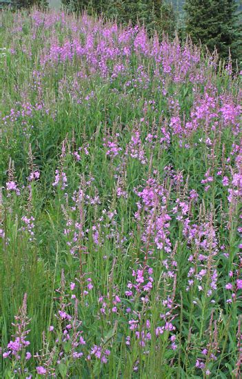 Southwest Colorado Wildflowers Chamaenerion Angustifolium