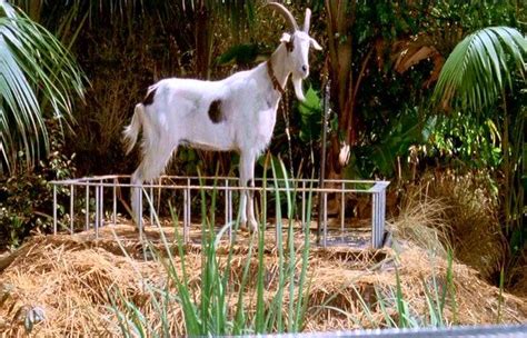 Jurassic Park Poor Goat Jurassic Park Reference Pictures Animals