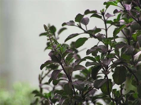 Tulsi Or Holy Basil Plant Ocimum Tenuiflorum Purple Leaf Krishna