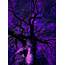 Absolutely Gorgeous  Dark Purple Aesthetic Wallpaper Trees
