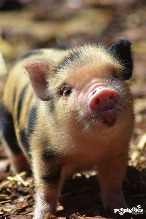 8 Best Micro Pig Babies Enjoying Some Sun Images On Pinterest Little