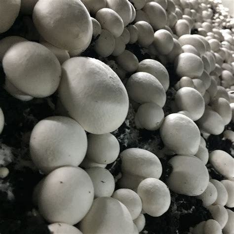 Button Mushroom White Agaricus Bisporus Grain Spawn Medicinal