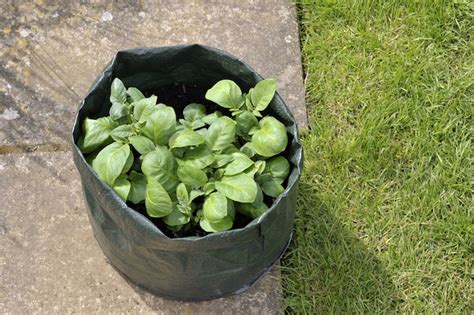 Sewing one of these bags is easy for beginners, as you'll only need to sew straight lines, and it should take you about an hour or less. How to grow potatoes in bags - The Prepper Dome