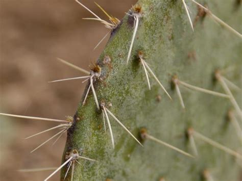 Once a thorn goes into your skin, it could be lodged in way that you can't get a grip on it. Prickly Pear Cactus | Landscaping Ideas and Hardscape ...
