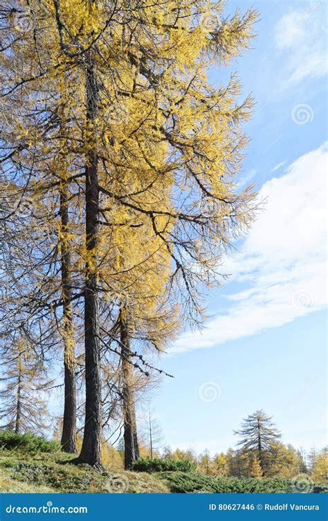 Autumn Larch Trees Stock Photo Image Of Leaves Fall 80627446